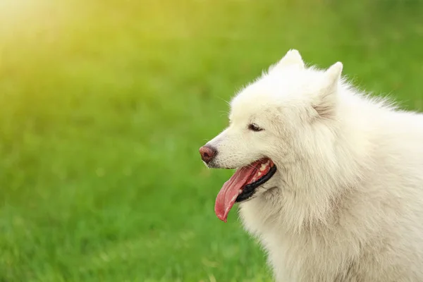 Netter Hund Auf Grünem Rasen Park — Stockfoto