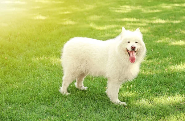 Cute Dog Green Lawn Park — Stock Photo, Image