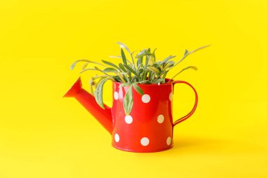 Renkli arka planda bitki olan teneke kutu sulanıyor