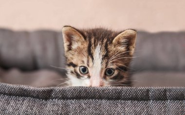 Evcil hayvan yatağında sevimli bir kedi yavrusu.