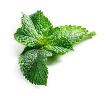 Beyaz arkaplanda taze yeşil nane