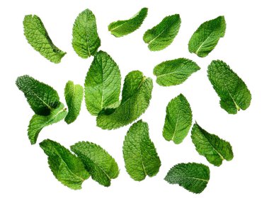 Beyaz arkaplanda taze yeşil nane