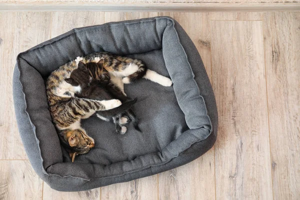 Gatto Con Gattini Carini Nel Letto Dell Animale Domestico — Foto Stock