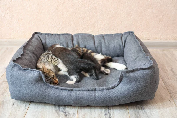 Cat Cute Little Kittens Pet Bed — Stock Photo, Image