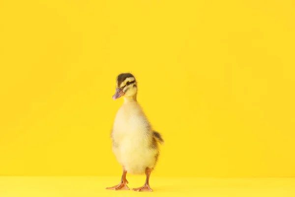 Cute Duckling Color Background — Stock Photo, Image