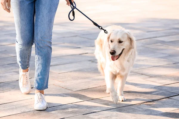 Молодая Женщина Симпатичной Собакой Гуляет Улице — стоковое фото