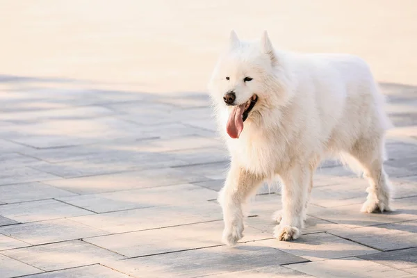 Cute Fluffy Samoyed Dog Outdoors — Stock Photo, Image