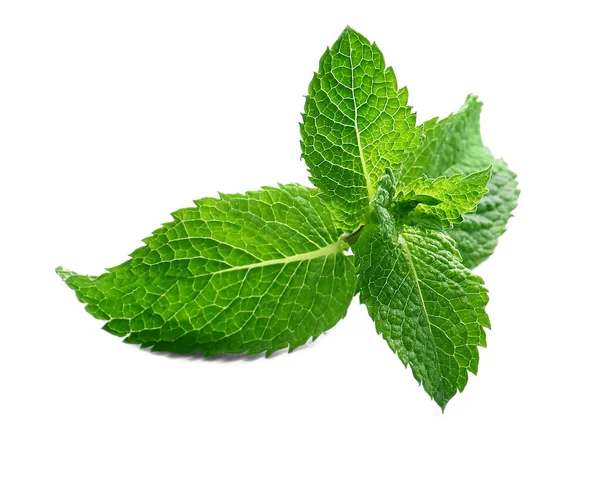 Fresh Green Mint White Background — Stock Photo, Image
