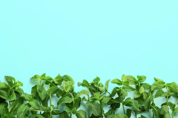 Fresh Green Mint Color Background — Stock Photo, Image