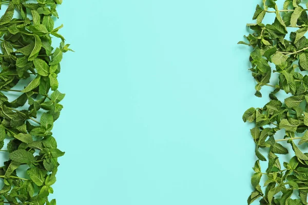 Fresh green mint on color background