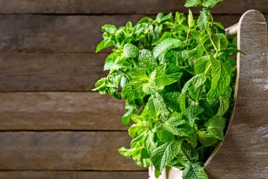 Tahta arka planda sepetin içinde taze yeşil nane.