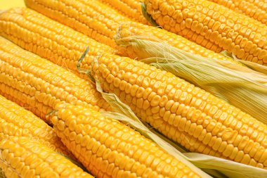 Arkaplan olarak taze mısır koçanları
