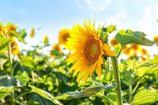 Beautiful Blooming Sunflower Field — Stock Photo, Image