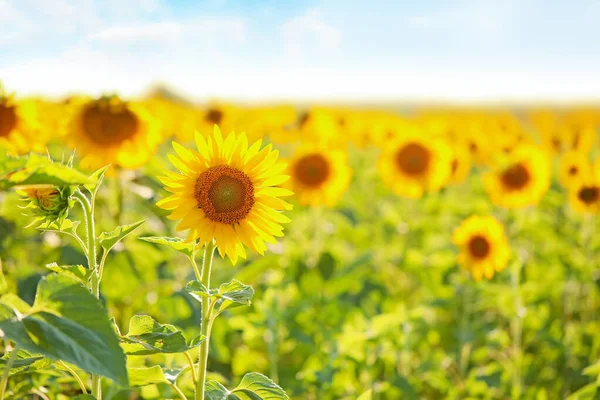 Beautiful Sunflower Field Summer Day — Stock Photo, Image