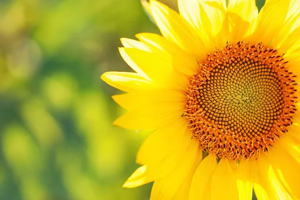 Krásné Kvetoucí Slunečnice Poli — Stock fotografie