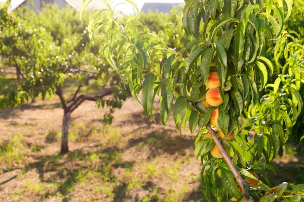 Peach Tree Summer Day — Stock Photo, Image