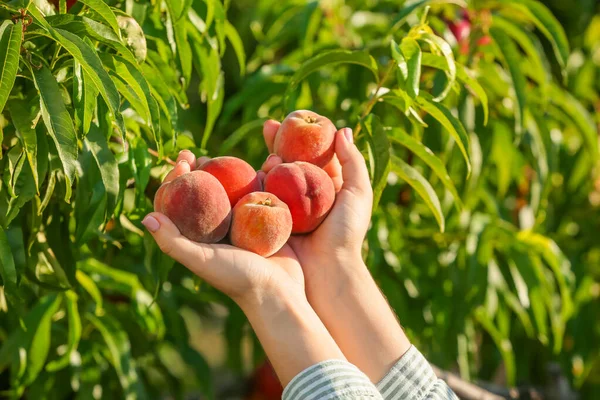 Woman Gathering Tasty Fresh Peaches Garden — Stock Photo, Image