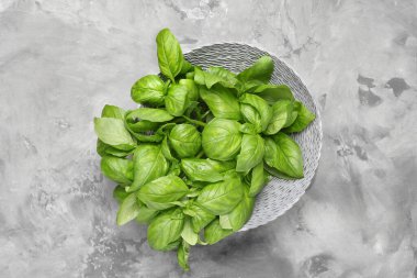 Gri arka planda taze fesleğen