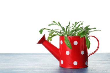 Beyaz arkaplan üzerinde bitki olan sulama kutusu