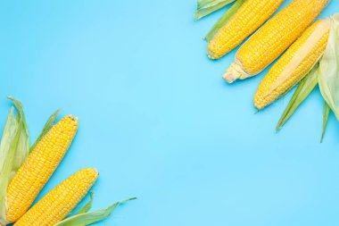 Renkli arkaplanda taze mısır koçanları