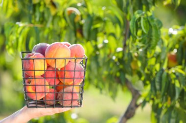 Dışarıda sepetinde taze şeftali olan bir kadın.
