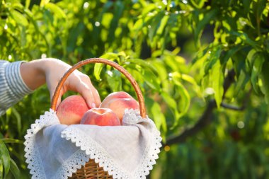 Dışarıda sepetinde taze şeftali olan bir kadın.