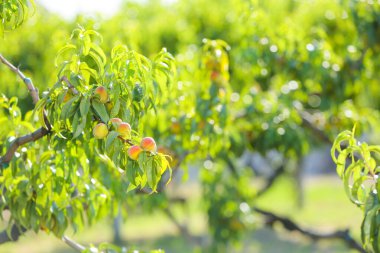 Yaz günü şeftalili ağaç