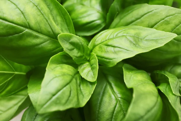 Fresh Basil Background Closeup — Stock Photo, Image