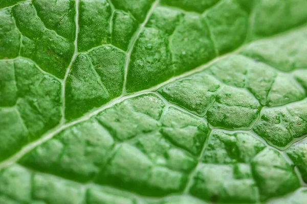 Fresh Green Mint Closeup View — Stock Photo, Image