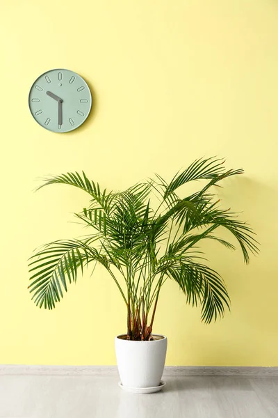 Planta Casa Cerca Pared Color Con Reloj — Foto de Stock