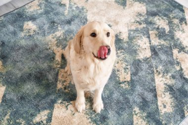 Evdeki yumuşak halıda sevimli komik bir köpek.