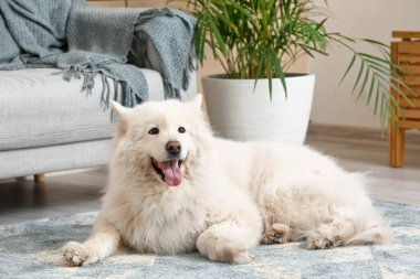 Evdeki yumuşak halıda sevimli komik bir köpek.