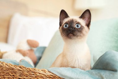 Evde sevimli Taylandlı kedi var.