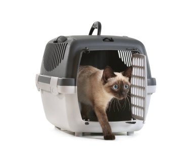 Beyaz arka planda taşıyıcıdaki sevimli Tayland kedisi