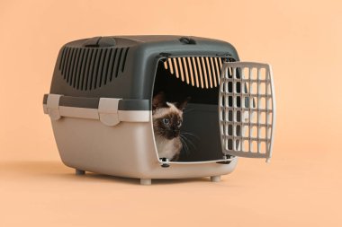 Arkaplanda taşıdığı şirin Tayland kedisi