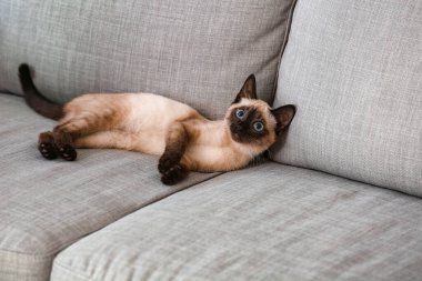 Evdeki kanepede tatlı Tayland kedisi