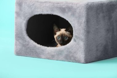 Evin arka planında saklanan sevimli Tayland kedisi.