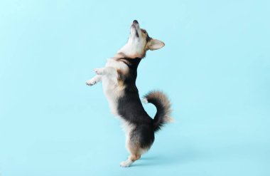 Renkli arkaplanda şirin corgi köpeği