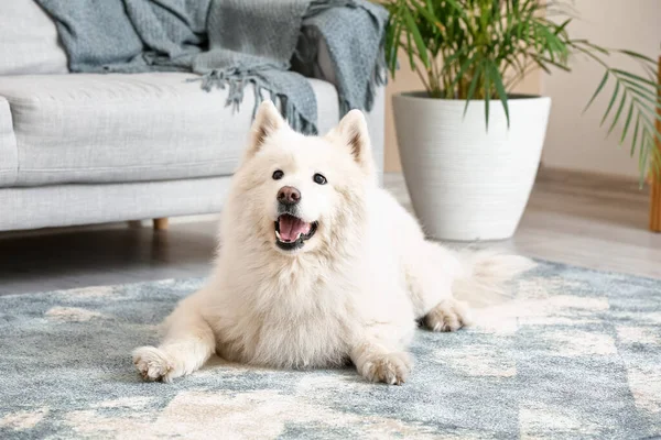 Anjing Lucu Lucu Karpet Lembut Rumah — Stok Foto