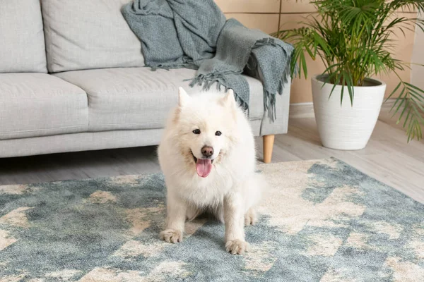 Chien Drôle Mignon Sur Tapis Doux Maison — Photo