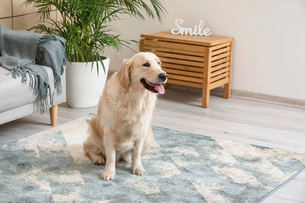 自宅で柔らかいカーペットの上でかわいい面白い犬 — ストック写真