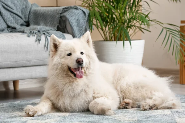 Cute Zabawny Pies Miękkim Dywanie Domu — Zdjęcie stockowe