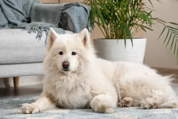 Sød Sjov Hund Blødt Tæppe Derhjemme - Stock-foto