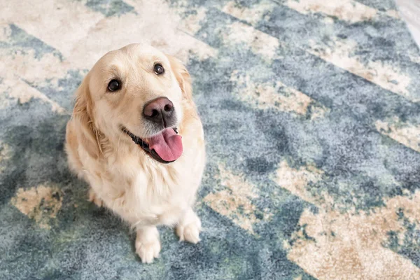 Anjing Lucu Lucu Karpet Lembut Rumah — Stok Foto