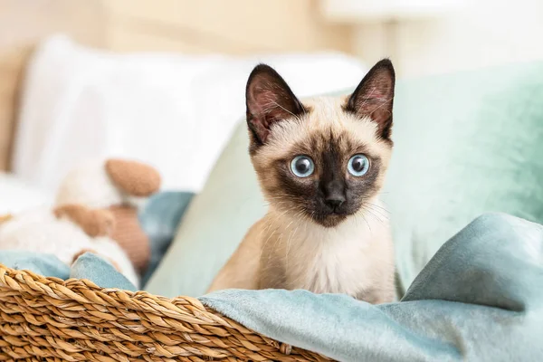 Симпатичная Тайская Кошка Дома — стоковое фото