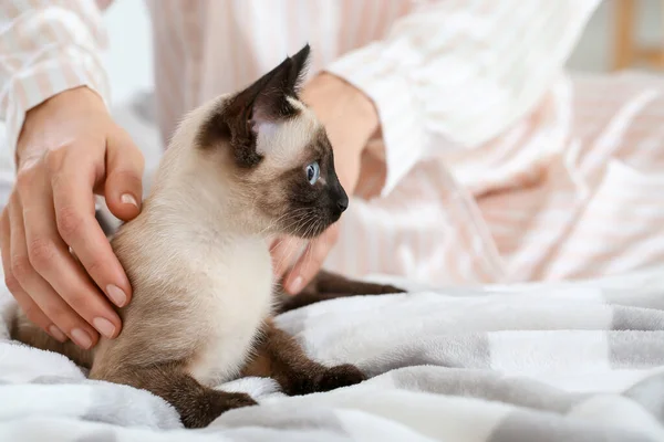 Cute Thai Cat Owner Home — Stock Photo, Image