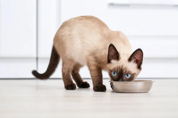 Cute Thai Cat Eating Food Bowl Home — Stock Photo, Image