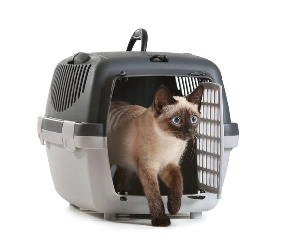 Cute Thai Cat Carrier White Background — Stock Photo, Image