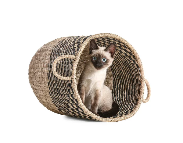 Roztomilý Thajská Kočka Košíku Bílém Pozadí — Stock fotografie