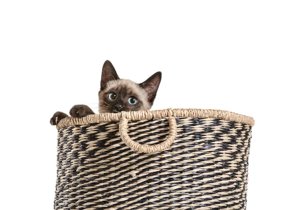 Cute Thai Cat Basket White Background — Stock Photo, Image